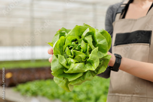 Photos Naturally grown nutritious leafy green crop produced locally and sustainably in pesticide free environmentally conscious greenhouse