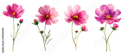 Watercolor cosmos flowers in various shades of pink and purple, with green stems and closed buds, creating a vibrant bloom of botanical artistry on a plain white background