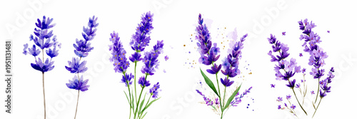 Lavender watercolor flowers creating a beautiful botanical arrangement, illustrating nature, floral design, aroma therapy, and herbal medicine concepts on a clean white background