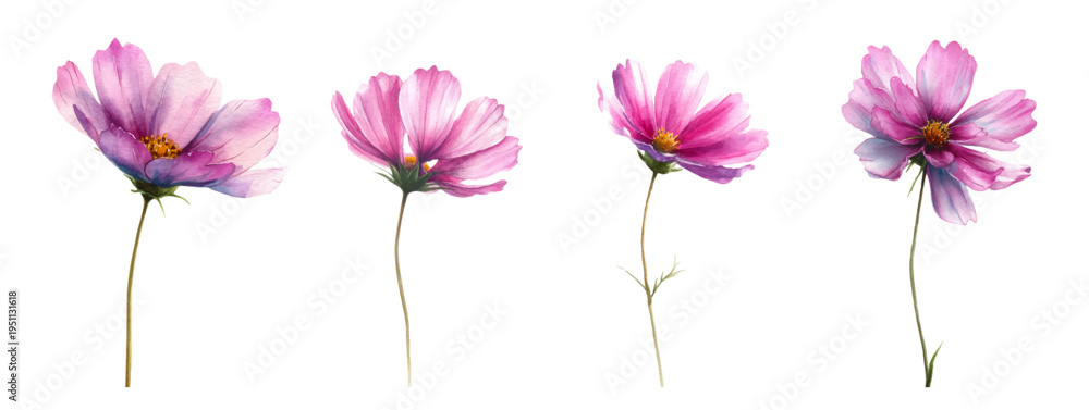 Fototapeta premium Pink cosmos flowers painted in watercolor style, showing soft petals and a yellow center, creating a gentle botanical illustration for design and educational purposes