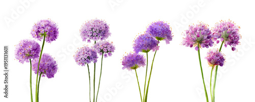Purple allium flowers blooming on green stems, presenting vibrant natural beauty, growth, and freshness, isolated on a clean white background for botanical composition