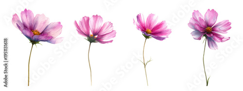 Pink cosmos flowers painted in watercolor style, showing soft petals and a yellow center, creating a gentle botanical illustration for design and educational purposes