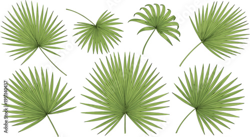 Collection of Detailed Green Fan Palm Leaf Elements Isolated on White Background for Tropical Nature Design Concepts Summer Travel Branding and Botanical Illustrations