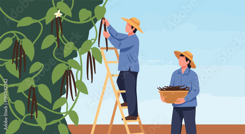 Farmers harvesting vanilla beans from vines using a ladder and basket