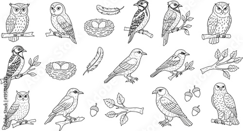 Collection of hand-drawn birds, nests, feathers, and acorns in a charming sketch style