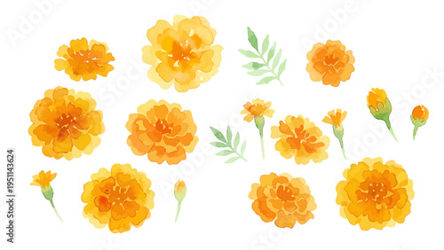 Watercolor-style vibrant marigold flowers, orange and yellow botanical illustration／マリーゴールド