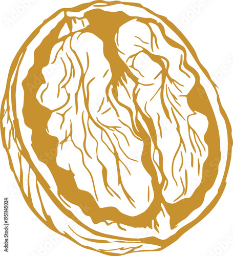 Cracked walnut half with textured kernel line drawing