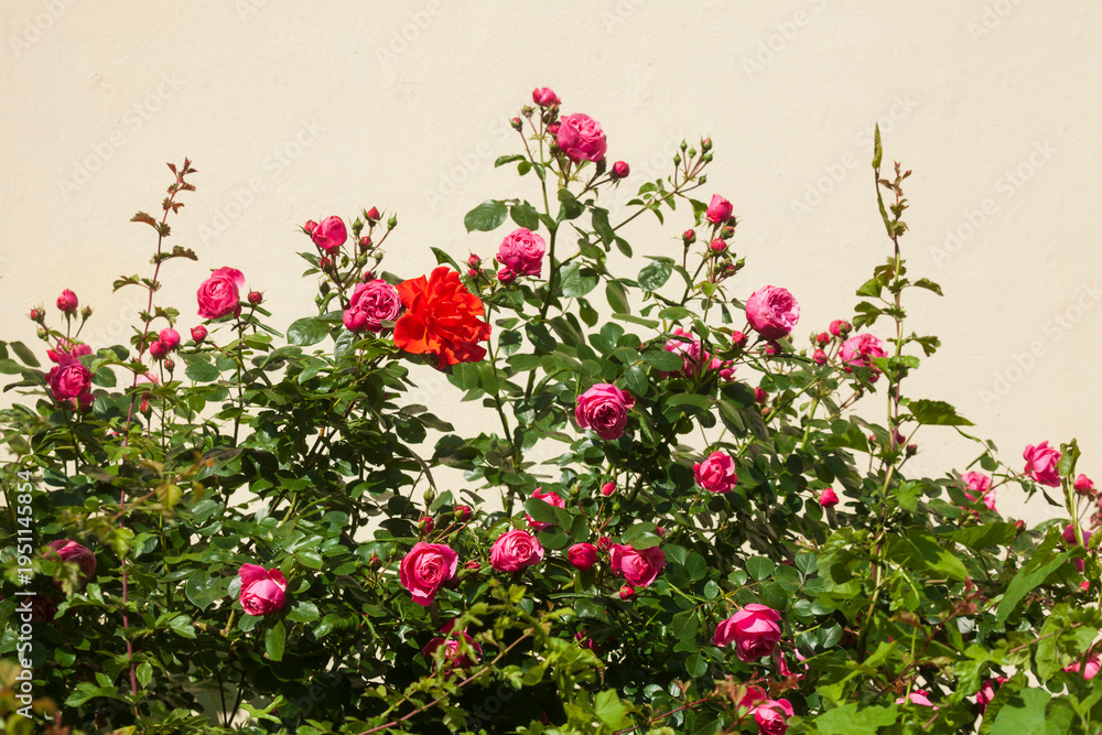 Naklejka premium Rote Rosen in einem Vorgarten vor einer hellen Hausmauer, Bremen, Deutschland