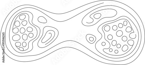 Abstract contour lines depict a stylized cellular structure or topographic map design against a white background.