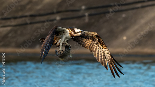Tableau sur toile Osprey soars above water, clutching fish in talons