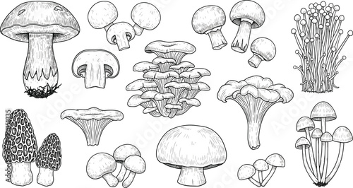 Detailed mushroom illustration collection featuring diverse fungi species, caps, stems, gills, botanical vector drawing black and white design
