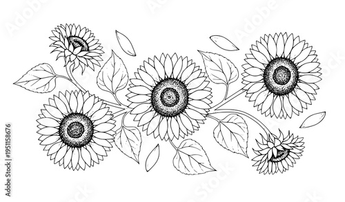 Hand drawn sunflower floral background with leaves detailed ink botanical summer illustration