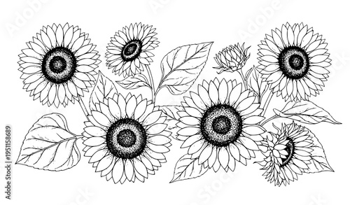 Detailed sunflower botanical floral background with leaves hand drawn ink summer vector design