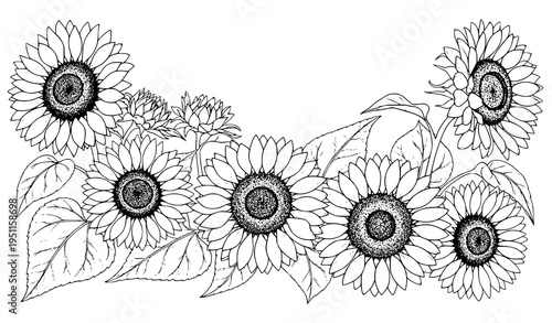 Botanical sunflower flowers and leaves background hand drawn ink floral vector illustration