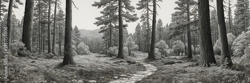 Serene Forest Scene with Tall Pine Trees and Winding Path in Black and White Natural Landscape