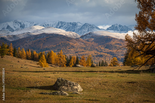Quadro su tela Autumn larch trees in golden meadow below snow capped mountains, dramatic cloudy sky, tranquil alpine landscape with scattered boulders and warm late afternoon light