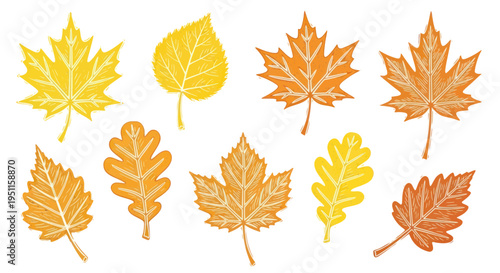 Autumn Leaves Collection: Maple, Oak, Birch - Fall Season Illustration