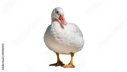 Stately white domestic duck with bright orange beak and webbed feet, standing calmly, isolated on transparent background PNG, farm animal wildlife