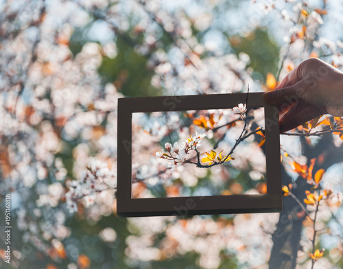 the spring blossoms with a frame