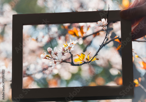 the spring blooms with a frame