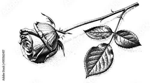 A delicate black and white illustration of a single rose on a stem with thorns and leaves isolated on white background