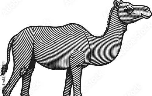 Engraved camel illustration with detailed lines and textured body profile drawing