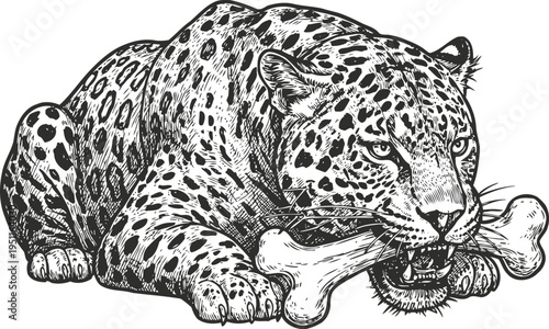 jaguar crouching and biting large bone detailed black and white wild animal illustration
