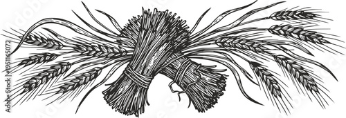 Hand drawn wheat sheaves bundle with detailed stalks and ears, vintage agricultural illustration