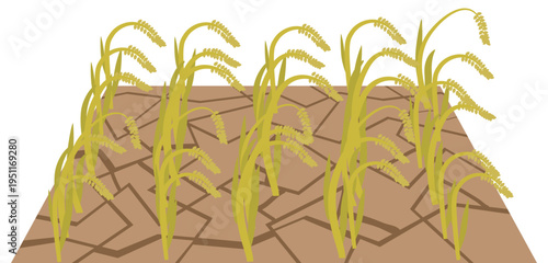 水不足によって田んぼがひび割れして稲穂がしおれてしまっているイメージ素材