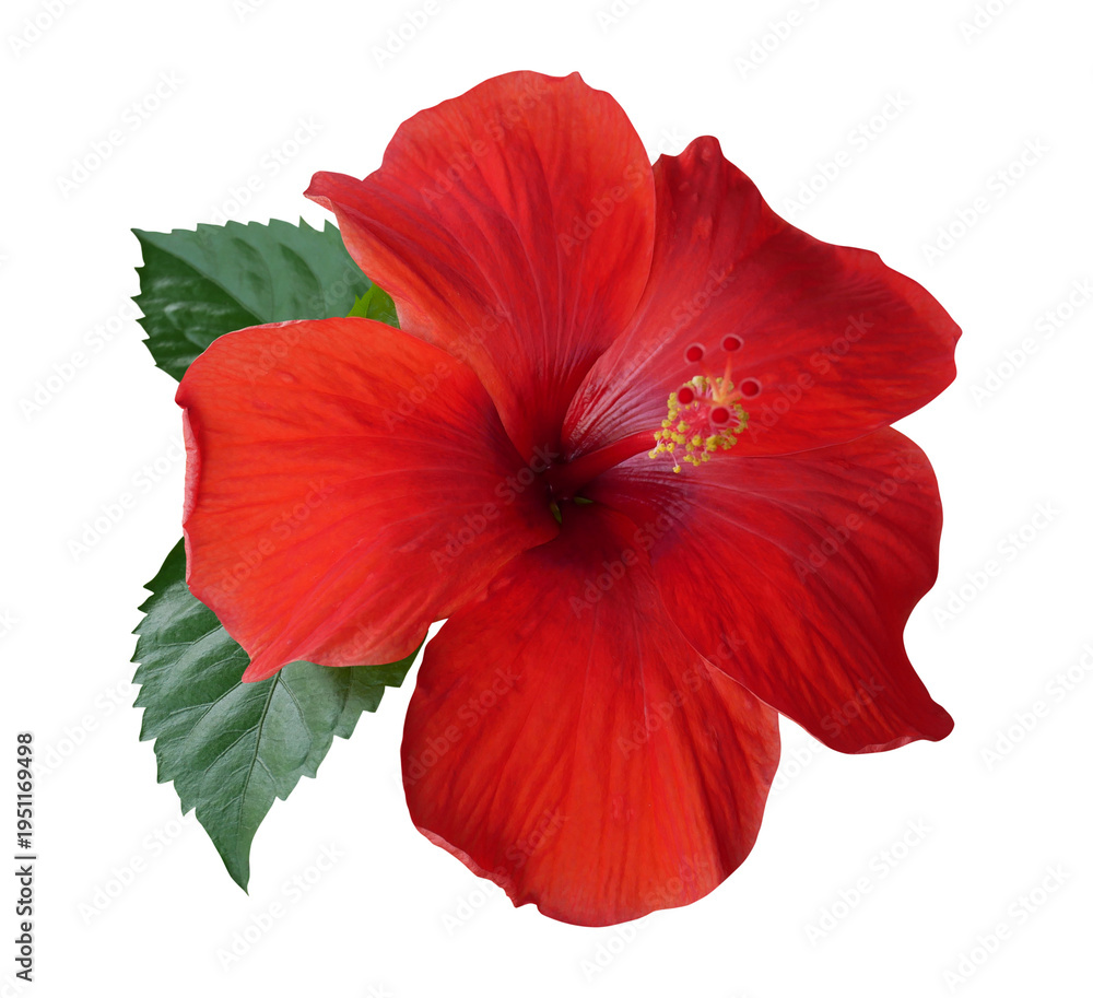 Fototapeta premium Red hibiscus flower with green leaves isolated on transparent background.