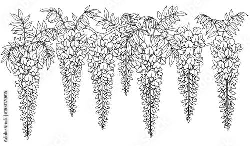 Botanical wisteria flowers and branches spring background hand drawn ink floral vector illustration