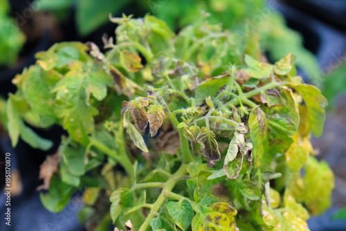 Quadro su tela Tomato plants exhibit yellowing and wilting leaves, indicating disease and nutrient deficiency in a garden environment during the growing season