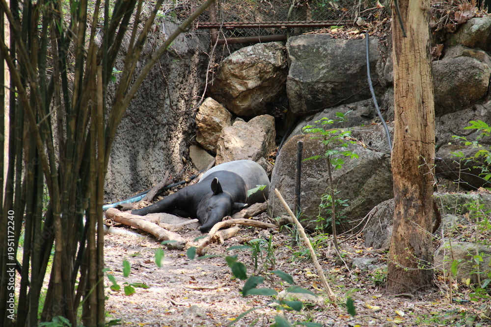 Fototapeta premium Tapir in a zoo