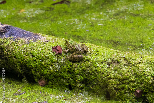 frog on a tree
