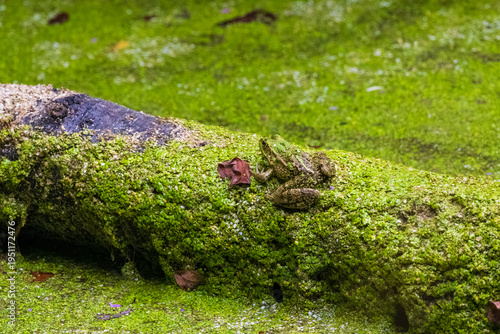 frog on a tree
