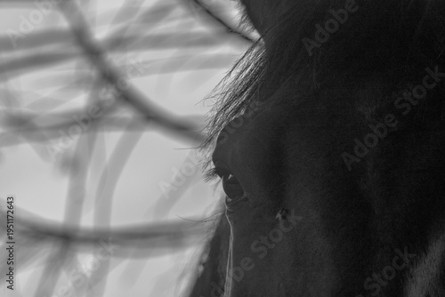 close up of horse head