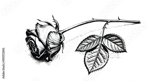 A black and white illustration of a rose with leaves on a stem, isolated on white background