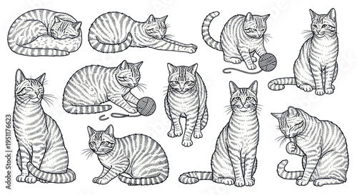 Set of Hand-Drawn Tabby Cat Poses - Sketchy Style Illustrations