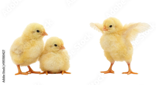 Three Yellow Baby Chicks Together With One Spreading Wings On White Background