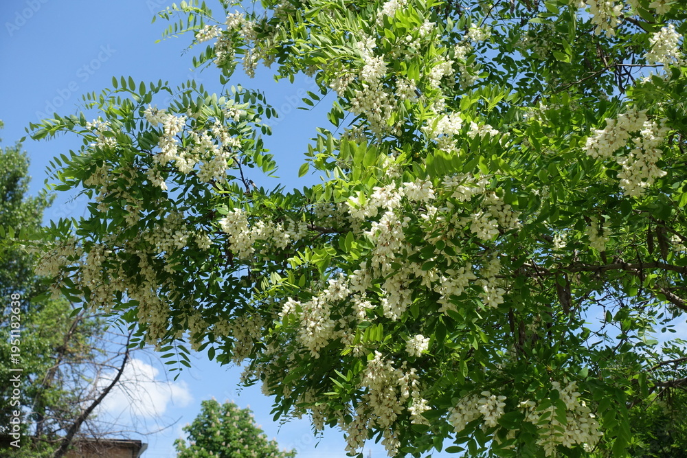 Fototapeta premium Branches of blossoming black locust tree in May