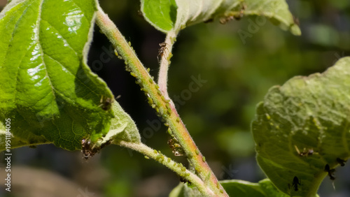 Tableau sur toile Apple tree shoot heavily infested with green apple aphids (Aphis pomi) and several ants, indicating a symbiotic relationship