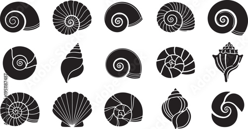 Collection of seashells and nautilus in black and white