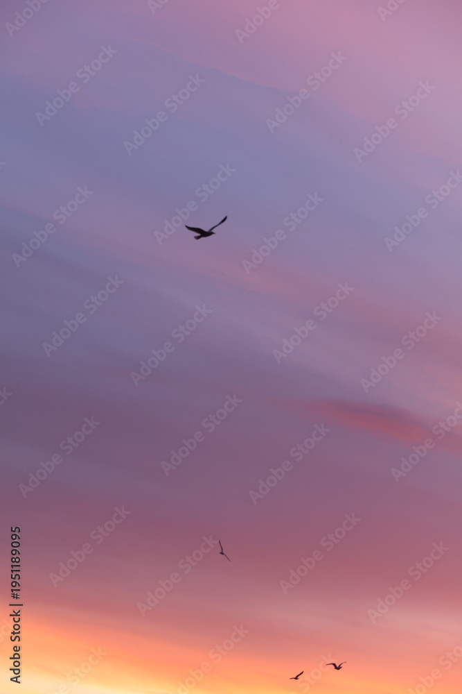 Fototapeta premium Violet Sunset