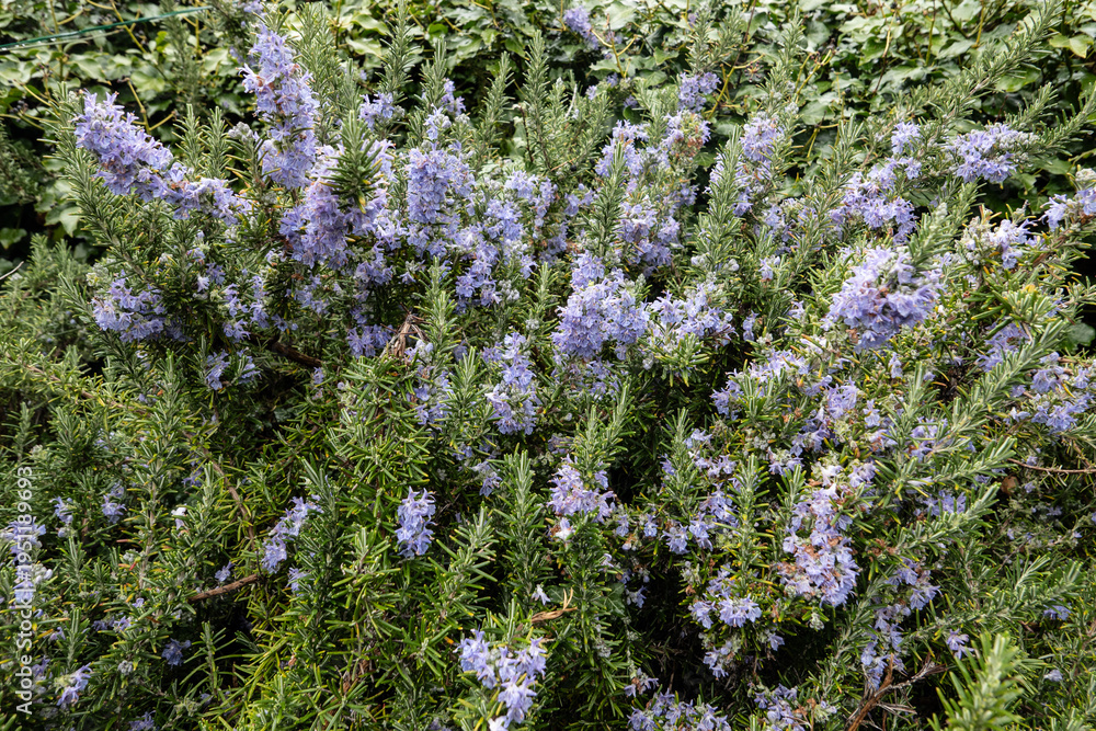 Obraz premium Rosemary plant with small purple flowers blooming on aromatic herb bush in botanical garden natural floral background