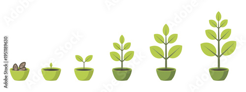 Botanical growth process showing various stages of green houseplant development from tiny seeds to mature leafy sapling
