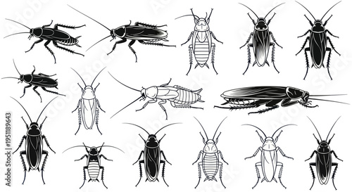 Cockroach Collection: Various Species and Poses - Vector Illustrations
