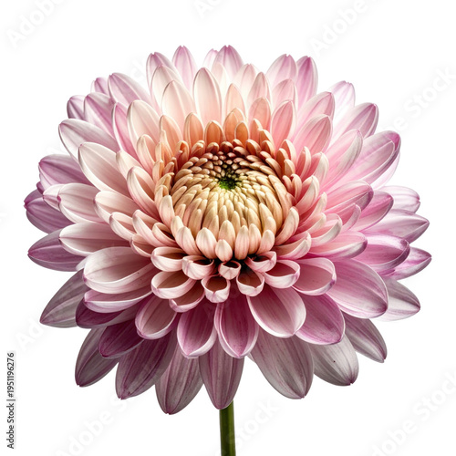 Delicate pink dahlia flower with layered petals and textured center bloom isolated on transparent background detailed botanical PNG die cut for advertising design
