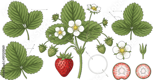 Detailed Strawberry Plant Botanical Illustration Set with Leaves Flowers Fruit Cross Section and Growth Stages Isolated Vector Collection