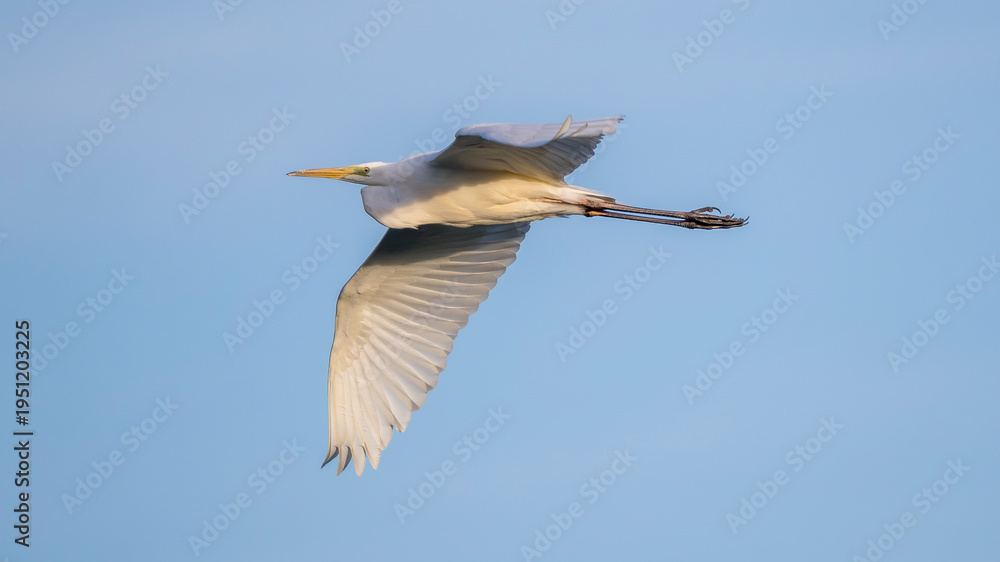 Obraz premium A great egret flying against the blue sky