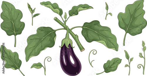 Eggplant plant botanical illustration with leaves and stem aubergine vegetable gardening vector set isolated background